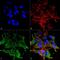 Pan-Shank antibody, MA5-27633, Invitrogen Antibodies, Immunofluorescence image 