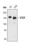 CCCTC-Binding Factor antibody, PA5-17143, Invitrogen Antibodies, Western Blot image 