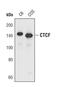 CCCTC-Binding Factor antibody, PA5-17143, Invitrogen Antibodies, Western Blot image 