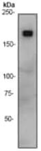 Erb-B2 Receptor Tyrosine Kinase 3 antibody, ab32121, Abcam, Western Blot image 