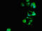 CGRP Receptor Component antibody, orb400188, Biorbyt, Immunocytochemistry image 