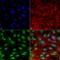 Sequestosome 1 antibody, LS-C774098, Lifespan Biosciences, Immunocytochemistry image 