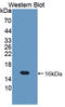 Thioredoxin 2 antibody, LS-C374732, Lifespan Biosciences, Western Blot image 