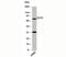 Activating Transcription Factor 6 antibody, 33-034, ProSci, Western Blot image 