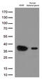 EF-Hand Domain Family Member D1 antibody, CF812750, Origene, Western Blot image 