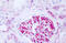 Beta-2-Microglobulin antibody, MBS246681, MyBioSource, Immunohistochemistry frozen image 