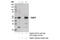 Poly(A) Binding Protein Nuclear 1 antibody, 14154S, Cell Signaling Technology, Immunoprecipitation image 