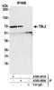 Transducin beta-like protein 2 antibody, A305-080A, Bethyl Labs, Immunoprecipitation image 