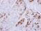 NDRG Family Member 4 antibody, NBP2-19500, Novus Biologicals, Immunohistochemistry frozen image 