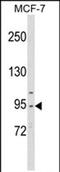 Cell Division Cycle 5 Like antibody, PA5-72602, Invitrogen Antibodies, Western Blot image 