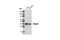 AKT1 Substrate 1 antibody, 8858S, Cell Signaling Technology, Western Blot image 