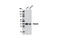 PRAS40 antibody, 8858S, Cell Signaling Technology, Western Blot image 