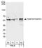 FKBP Prolyl Isomerase 5 antibody, A301-430A, Bethyl Labs, Western Blot image 