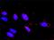 Serine/threonine-protein kinase TAO2 antibody, H00009344-M11, Novus Biologicals, Proximity Ligation Assay image 