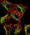 ATP Synthase Peripheral Stalk Subunit F6 antibody, LS-C156660, Lifespan Biosciences, Immunofluorescence image 