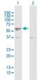 CDC Like Kinase 4 antibody, H00057396-B01P, Novus Biologicals, Western Blot image 