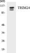 Tripartite Motif Containing 24 antibody, LS-C292203, Lifespan Biosciences, Western Blot image 