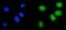 Cyclin A1 antibody, PB9485, Boster Biological Technology, Immunofluorescence image 