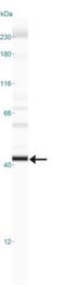 Egl-9 Family Hypoxia Inducible Factor 1 antibody, NBP1-30328, Novus Biologicals, Western Blot image 
