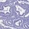 Galactosidase Beta 1 Like antibody, PA5-60221, Invitrogen Antibodies, Immunohistochemistry frozen image 