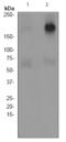 Erb-B2 Receptor Tyrosine Kinase 3 antibody, TA303500, Origene, Western Blot image 