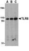 Toll Like Receptor 8 antibody, TA306159, Origene, Western Blot image 