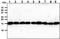 Translocase Of Outer Mitochondrial Membrane 20 antibody, GTX57716, GeneTex, Western Blot image 