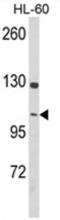 Dynamin 3 antibody, AP17991PU-N, Origene, Western Blot image 