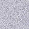 Transmembrane Protein 173 antibody, HPA038116, Atlas Antibodies, Immunohistochemistry frozen image 