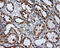 Tubulin Alpha 8 antibody, LS-C115057, Lifespan Biosciences, Immunohistochemistry frozen image 