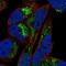 Armadillo Repeat Containing X-Linked 1 antibody, NBP1-89145, Novus Biologicals, Immunofluorescence image 