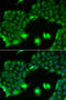 SSX Family Member 2B antibody, 15-061, ProSci, Immunofluorescence image 