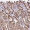 Chitinase Acidic antibody, PA5-63681, Invitrogen Antibodies, Immunohistochemistry paraffin image 