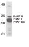 Acidic Nuclear Phosphoprotein 32 Family Member A antibody, PA5-20024, Invitrogen Antibodies, Western Blot image 