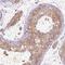 Cilia And Flagella Associated Protein 65 antibody, HPA055156, Atlas Antibodies, Immunohistochemistry frozen image 