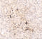 Interleukin 15 antibody, 7231, ProSci Inc, Immunohistochemistry frozen image 