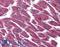 Lysophosphatidic Acid Receptor 3 antibody, LS-A1016, Lifespan Biosciences, Immunohistochemistry paraffin image 