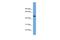 PNMA Family Member 8A antibody, A16790, Boster Biological Technology, Western Blot image 