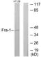 FOS Like 1, AP-1 Transcription Factor Subunit antibody, TA326234, Origene, Western Blot image 