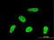Geminin DNA Replication Inhibitor antibody, LS-B6226, Lifespan Biosciences, Immunofluorescence image 