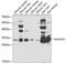 Phytanoyl-CoA Dioxygenase Domain Containing 1 antibody, 22-785, ProSci, Western Blot image 