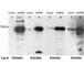 Autoimmune regulator antibody, R34389-100UG, NSJ Bioreagents, Western Blot image 