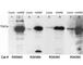 Autoimmune Regulator antibody, R34389-100UG, NSJ Bioreagents, Western Blot image 