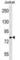 Calcium Voltage-Gated Channel Auxiliary Subunit Beta 2 antibody, abx028374, Abbexa, Western Blot image 