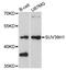 Suppressor Of Variegation 3-9 Homolog 1 antibody, abx126676, Abbexa, Western Blot image 