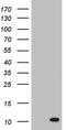 Pyrin Domain Containing 1 antibody, MA5-26599, Invitrogen Antibodies, Western Blot image 