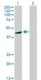 FGGY Carbohydrate Kinase Domain Containing antibody, H00055277-B01P, Novus Biologicals, Western Blot image 