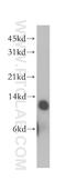 Thioredoxin 2 antibody, 13089-1-AP, Proteintech Group, Western Blot image 