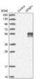 mBD-1 antibody, PA5-52984, Invitrogen Antibodies, Western Blot image 