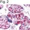 HIF1-alpha antibody, PA1-16601, Invitrogen Antibodies, Immunohistochemistry frozen image 